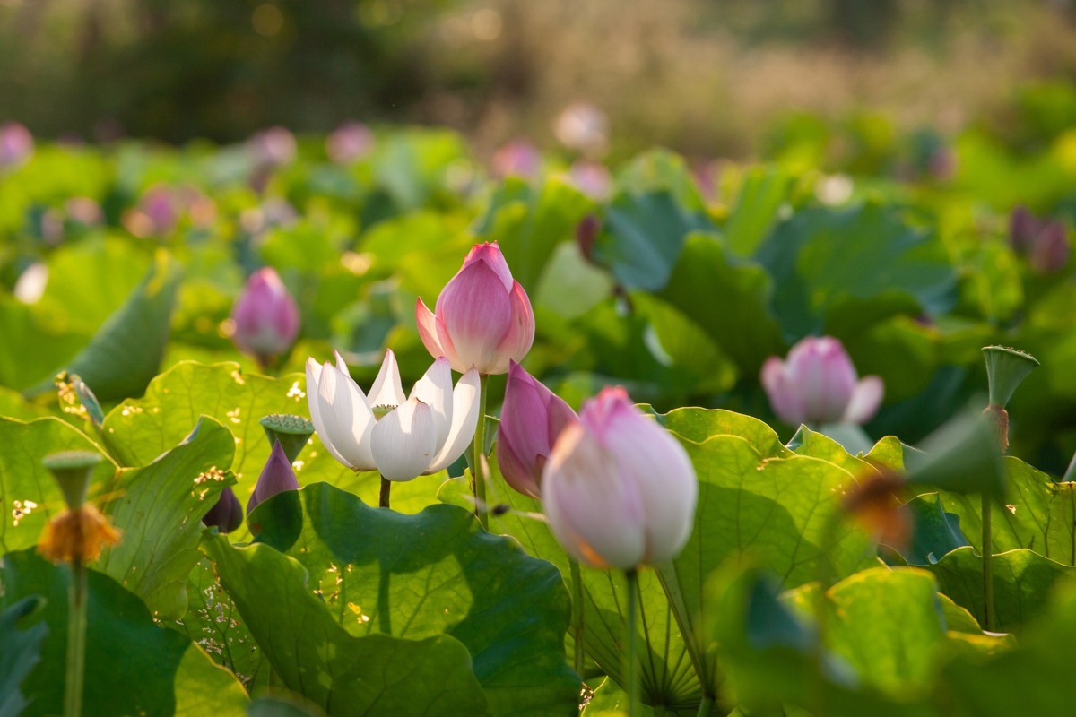 flowers_6592735_1920.jpg